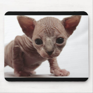 Freaky Cute Furless Sphynx Kitten Muismat