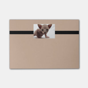 Freaky Cute Furless Sphynx Kitten Post-it® Notes