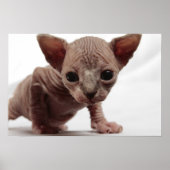 Freaky Cute Furless Sphynx Kitten Poster (Voorkant)