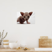 Freaky Cute Furless Sphynx Kitten Poster (Keuken)