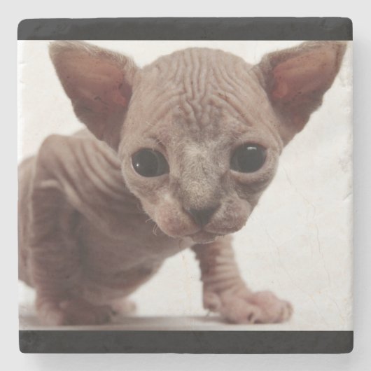 Freaky Cute Furless Sphynx Kitten Stenen Onderzetter (Voorkant)