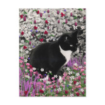 Freckles in Flowers II - Tuxedo Kitty Cat