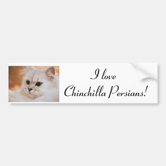 Freddie ~ Chinchilla Persians Bumpersticker (Voorkant)