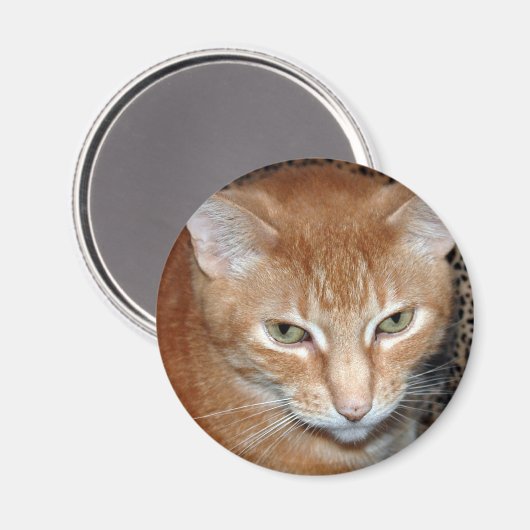 Freddie Magenet Magneet (Voorkant / Achterkant)