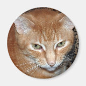 Freddie Magenet Magneet (Voorkant)