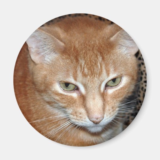 Freddie Magenet Magneet (Voorkant)