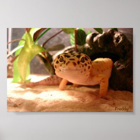 Freddy Poster (Voorkant)