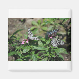 Free Family Tree Nymph, Blue Tiger Butterflies Magneet