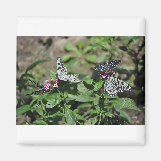 Free Family Tree Nymph, Blue Tiger Butterflies Magneet (Voorkant)