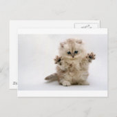 Free Hugs Kitten Briefkaart (Voorkant / Achterkant)