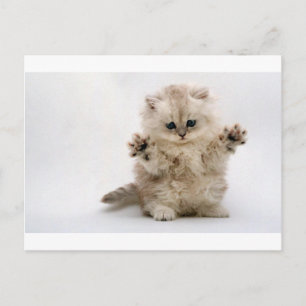 Free Hugs Kitten Briefkaart