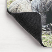 Free Poker Lessons Muismat (Hoek)