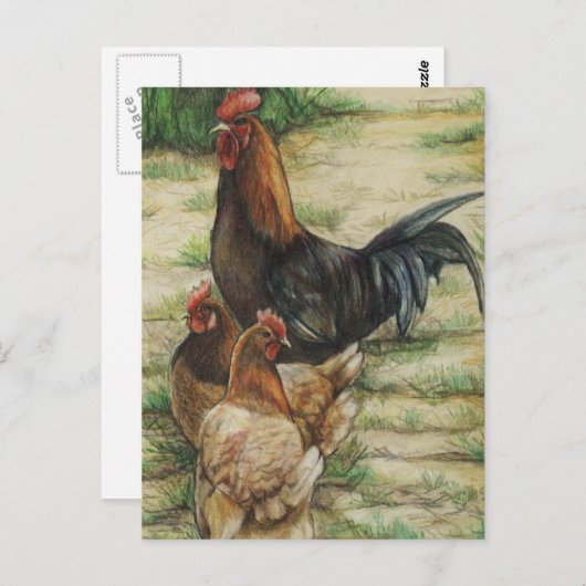 "Free Range" Rooster & 2 Hens Postcard Briefkaart (Voorkant / Achterkant)