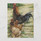 "Free Range" Rooster & 2 Hens Postcard Briefkaart (Voorkant)