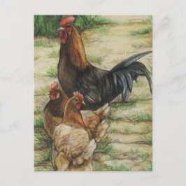 "Free Range" Rooster & 2 Hens Postcard Briefkaart