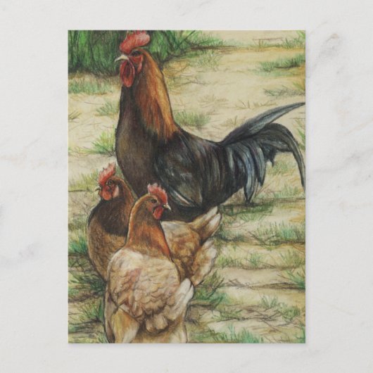 "Free Range" Rooster & 2 Hens Postcard Briefkaart (Voorkant)