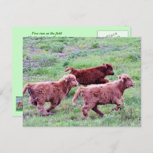 Free Run op het veld Briefkaart (Voorkant / Achterkant)