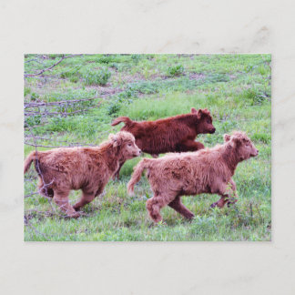 Free Run op het veld Briefkaart