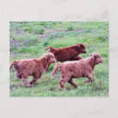 Free Run op het veld Briefkaart (Voorkant)