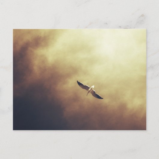 "Free Spirit" Zuid-Afrikaans Briefkaart van wilde (Voorkant)