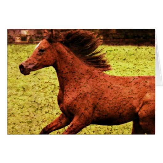 Freedom (Voorkant Horizontaal)