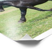 Freedom Friesian Stallion Foto Afdruk (Hoek)