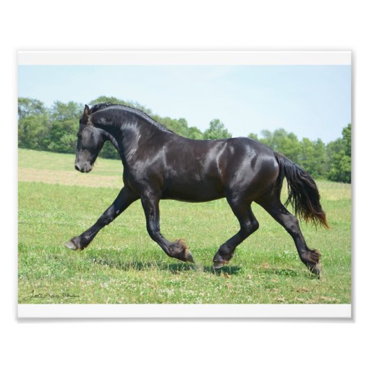 Freedom Friesian Stallion Foto Afdruk (Voorkant)