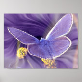 Freedom Poster (Voorkant)