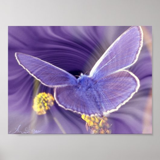 Freedom Poster (Voorkant)