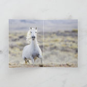 Freedom's Head Shake Wild Horse Wenskaart Kaart (Binnen)