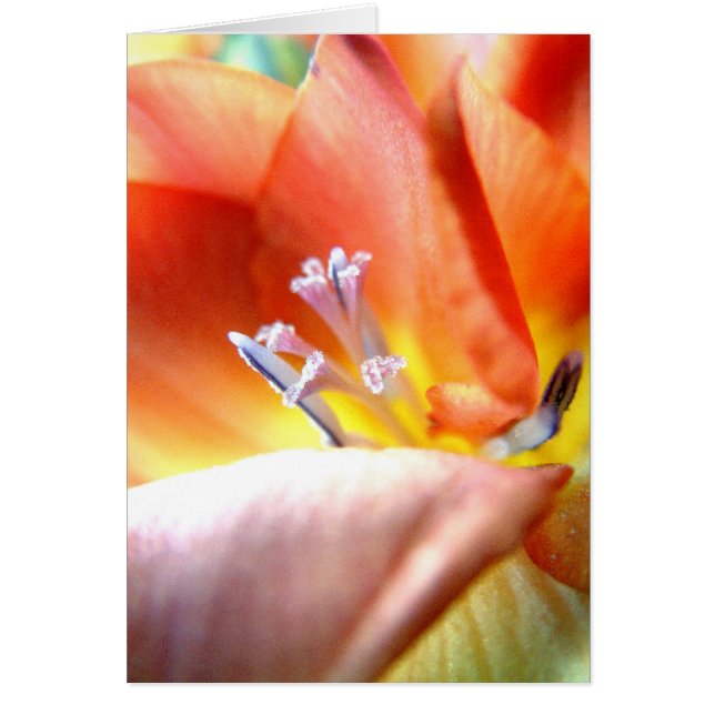 Freesia | (Voorkant)
