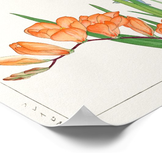 Freesia, Afrikaanse lelie van Tanigami Konan Poster (Hoek)