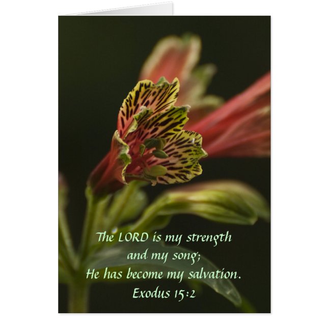 Freesia Blossom (Voorkant)