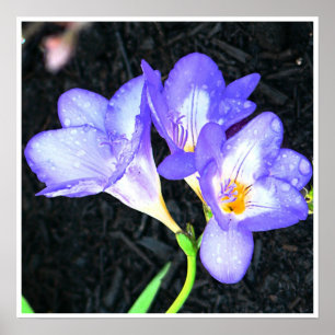 Freesia Bright Poster