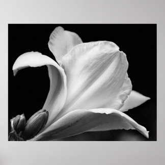Freesia Poster