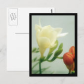 Freesias | briefkaart (Voorkant / Achterkant)