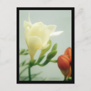 Freesias briefkaart