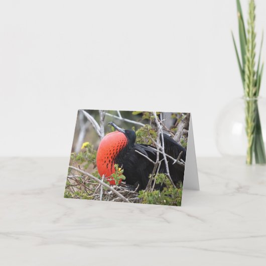 Fregatvogel Wenskaart Kaart (Voorkant)