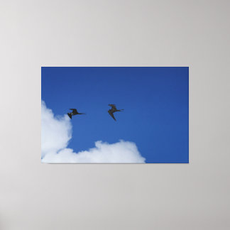 Fregatvogels in Zuid-Amerika Canvas Afdruk
