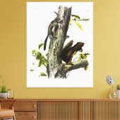 Fremont's eekhoorn, zeekhoorn, van Audubon Canvas Afdruk (Insitu (Woonkamer))