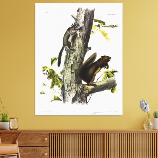 Fremont's eekhoorn, zeekhoorn, van Audubon Canvas Afdruk (Insitu (Woonkamer))