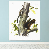 Fremont's eekhoorn, zeekhoorn, van Audubon Canvas Afdruk (Insitu (Houten vloer))