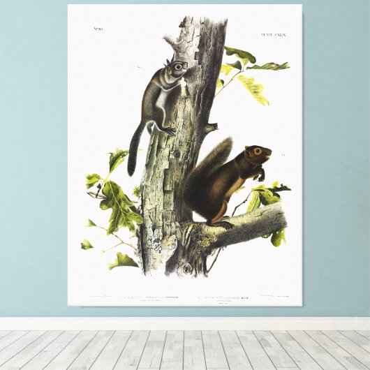 Fremont's eekhoorn, zeekhoorn, van Audubon Canvas Afdruk (Insitu (Houten vloer))