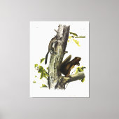 Fremont's eekhoorn, zeekhoorn, van Audubon Canvas Afdruk (Voorkant)