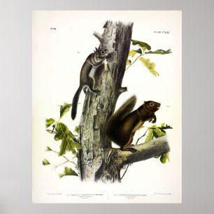 Fremont's eekhoorn, zeekhoorn, van Audubon Poster