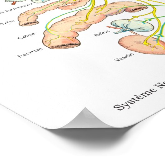 French Autonomic Nervous System Poster (Hoek)