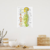 French Autonomic Nervous System Poster (Keuken)