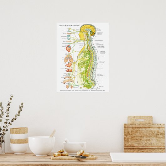 French Autonomic Nervous System Poster (Keuken)