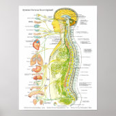 French Autonomic Nervous System Poster (Voorkant)