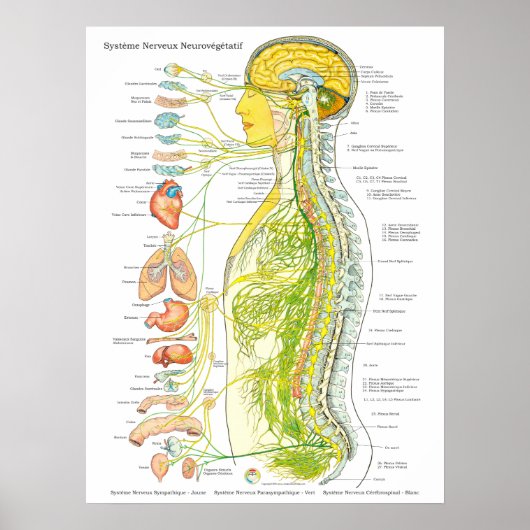 French Autonomic Nervous System Poster (Voorkant)